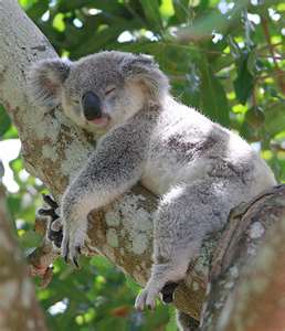 La respiration koala un moment magique ! grossesse zen